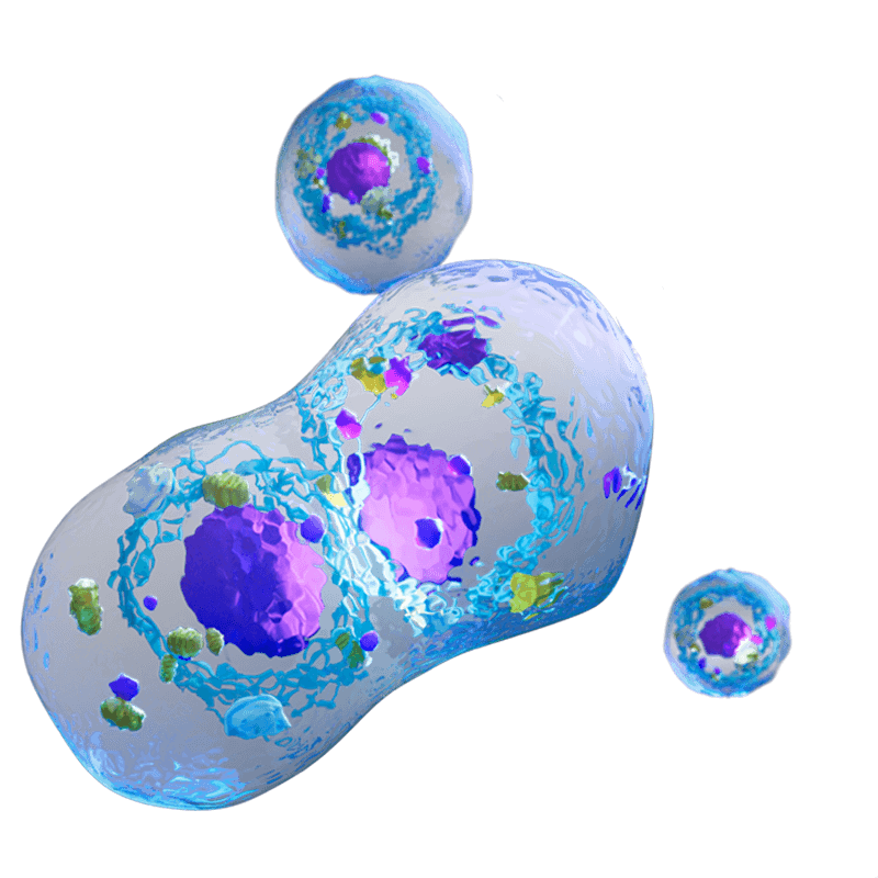 CellsCharite_BUA_landingpage_4.png